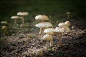 Wildlands Conservancy - Get Out! For Wellness: Graver Arboretum