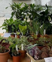 Pleasant Hills Garden Club Annual Plant Sale