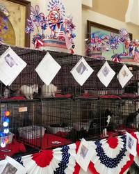 "Remember Them All" Superstition Cat Fanciers Cat Show & Adoption Event
