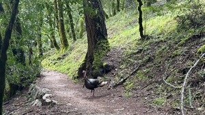 BIRDING FOR BEGINNERS AT MOUNT TAMALPAIS STATE PARK
