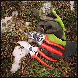 Pruning II - Hands On Experience in the Field