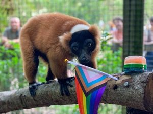 Sunset at the Zoo: LGBTQ+ Pride Celebration