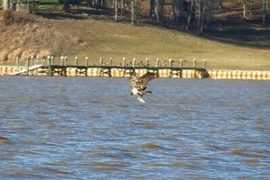 Rockin' Raptors' Bird Beak Buffet