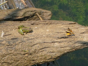 Natural Sense-ations