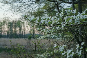 "Forest Bathing" Meditative Walk