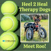 Heel 2 Heal Therapy Dogs: Meet Barbara and Roo