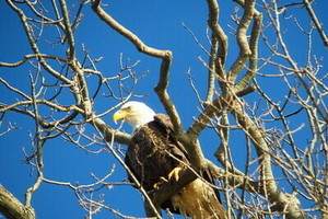 Eagle Watch