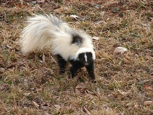 Skunks are our Friends, Too!