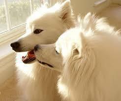 Monday Funday: The Amazing Eskies