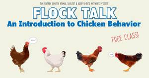 Flock Talk: An Introduction to Chicken Behavior Workshop
