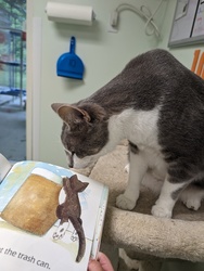 Clermont County Public Library adoption event