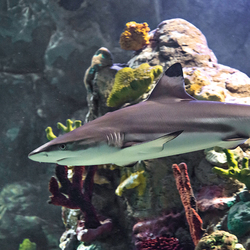 SEA LIFE New Jersey Shark Days