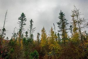 The Big Trees of Kettle Creek