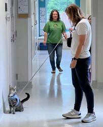 Cat harness training