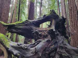 Mindfulness and Nature for Women with Cancer