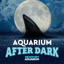 Aquarium After Dark