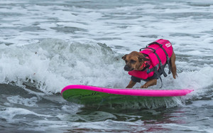 World Dog Surfing Championship 2024
