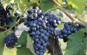 Take a Walk Thru the Vineyard