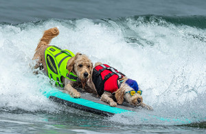 World Dog Surfing Championship 2024
