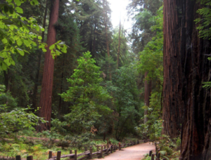 Connecting with the Forest