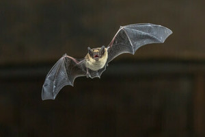 Bat Walk at Historic Canoa Ranch