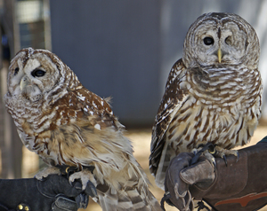 Live Owls at the Seymour Public Library -- Free Program