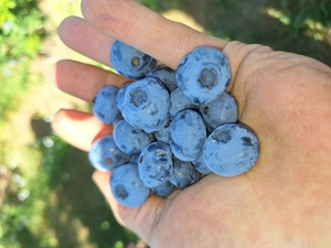 U-Pick BLUEBERRIES! Friday-Sunday 7-3, Until Sept! 360-869-2955. 931 Ne Salzman Rd Corbett ORE 97019