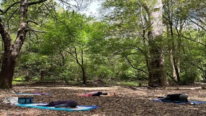 Yoga in Nature