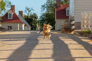 All the President's Pups Dog Tour