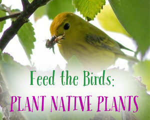 Native Trees for Earth Renewal!