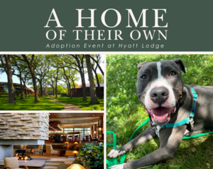 The Paw-fect Adoption Event at Hyatt Lodge Oak Brook