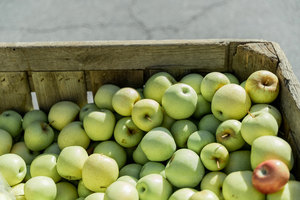 Apple Festival