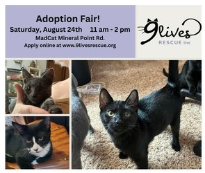 Cat and Kitten Adoption Fair