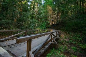 Guided Hike at Butano State Park