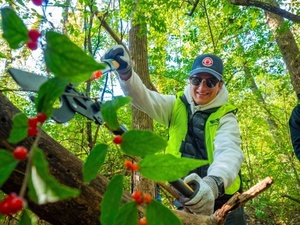 Volunteer: Honeysuckle Hack at Cliff Cave Park