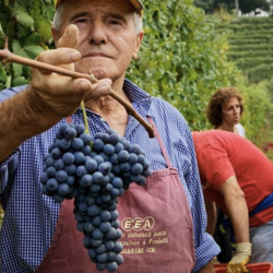 Cantina del Pino Cru Night at La Posta