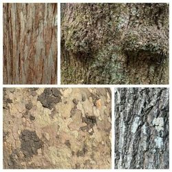 Tree ID Guided Walk