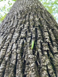 Public Homeschool: Treemendous Trees