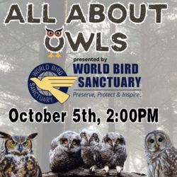 All About Owls - presented by the World Bird Sanctuary