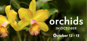 Orchids in October