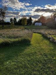 Designing and Planting a Wildflower Meadow: From Site Prep to Success