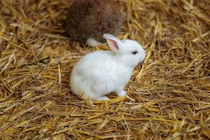 Baby Bunnies/Sensory Touch and Crafts – ThinkDIFFERENTLY