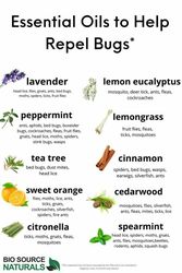 Essential Oils in Your Home and Garden - RVGC October 2024 Program