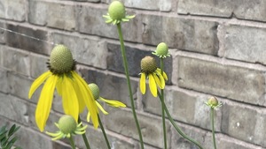 Edwardsville Garden Club - Planting for Birds & Annual Herb Potluck
