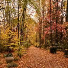 Fall Tree Walk