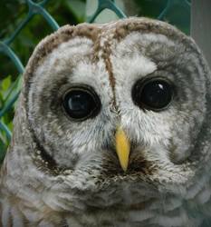 Owls of PA-with Live Owls!