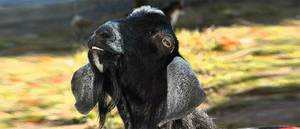 Fall Festival at Animal Sanctuary