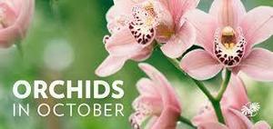 Orchids in October