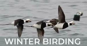 Winter Birding Hotspots