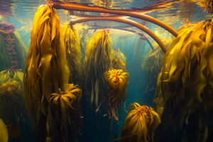 Visually Speaking: Imagery by the Community of Digital Artists